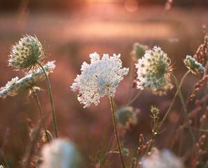 Image post by @leafyaffair on Instagram