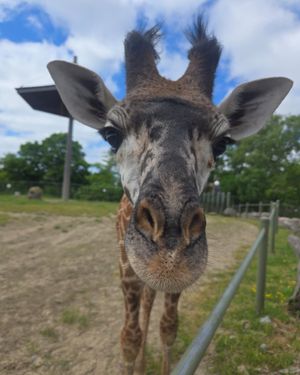 Image post by @thetorontozoo on Instagram