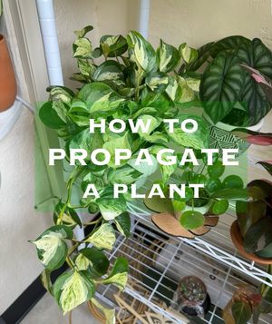 Image post by @reenasplants on Instagram