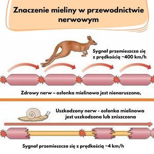 Image post by @neurochirurg_litak on Instagram