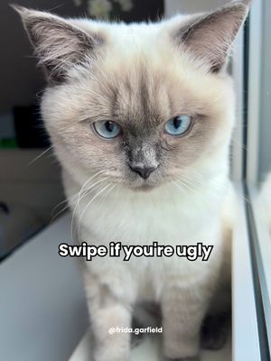 Image post by @frida.garfield on Instagram