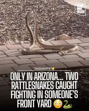 Image post by @downinnadesert on Instagram