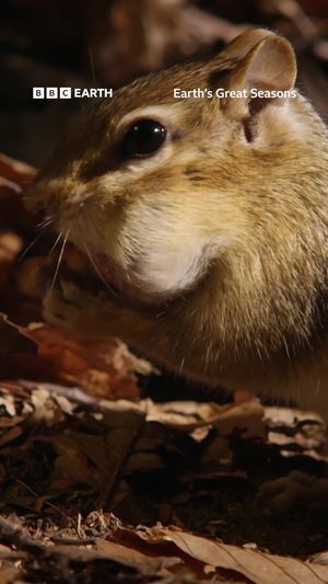 Video post by @bbcearth on TikTok