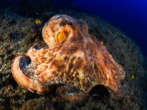 Image post by @Discovery on Twitter