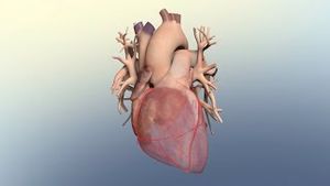 Video post by @nucleusmedicalmedia on YouTube