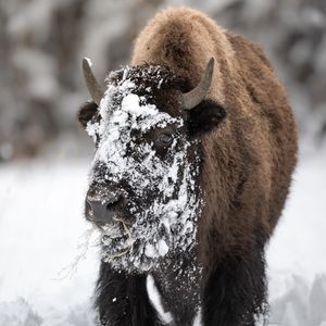 Image post by @bbcearth on Instagram