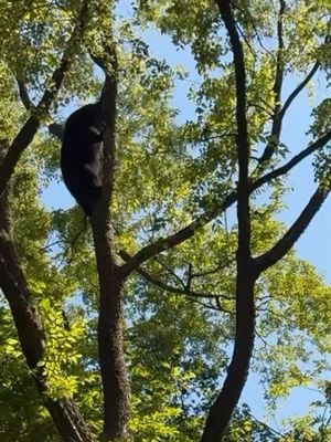 Image post by @bhamzoo on Instagram