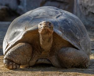 Image post by @sandiegozoo on Instagram