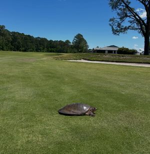 Image post by @st.johnsgolfclub on Instagram