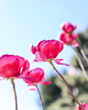 Image post by @rogersgardens on Instagram