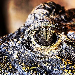 Image post by @sandiegozoo on Instagram