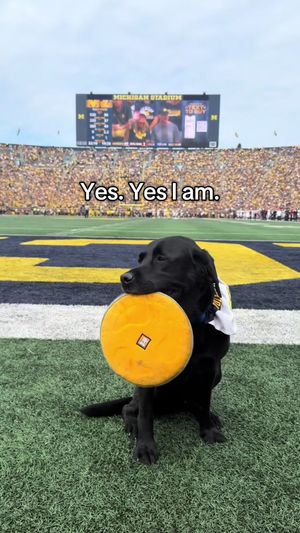 Video post by @umichfootball on TikTok