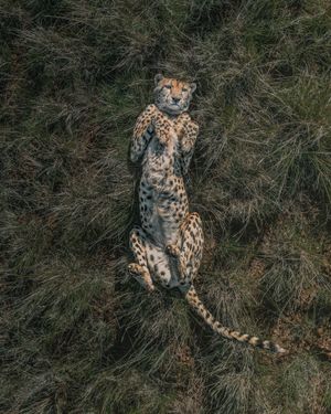 Image post by @Discovery on Twitter