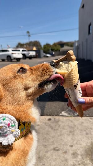Video post by @ziggythecorg on Facebook