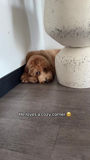 Video post by @tedflixnchill on TikTok