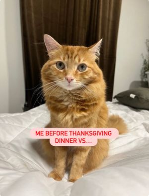 Image post by @petsmart on Instagram