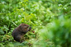 Image post by @rspb on Instagram
