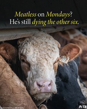 Image post by @peta on Instagram