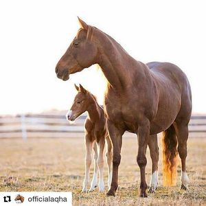 Image post by @prca_prorodeo on Instagram