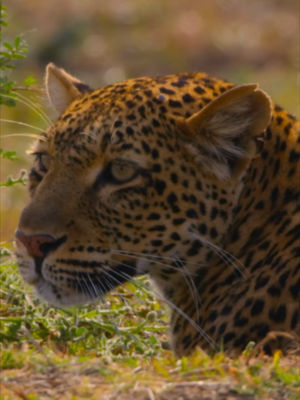 Video post by @bbcearth on TikTok
