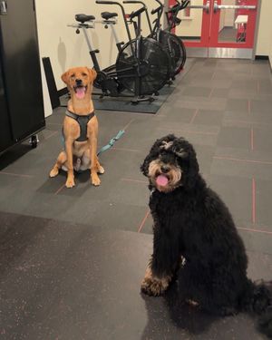 Image post by @indyfuel on Instagram