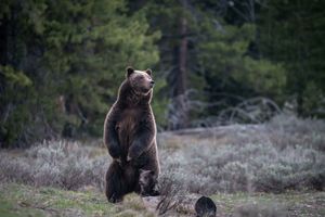Image post by @CenterForBioDiv on Twitter