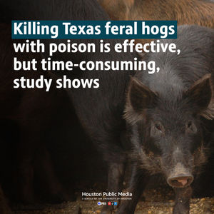 Image post by @houstonpubmedia on Instagram