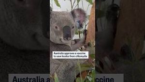 Video post by @nbcnews on YouTube