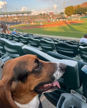 Image post by @chasriverdogs on Instagram