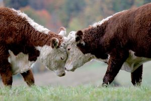Image post by @AnimalPlanet on Twitter