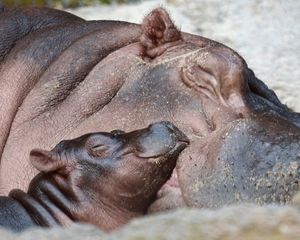 Image post by @sandiegozoo on Instagram