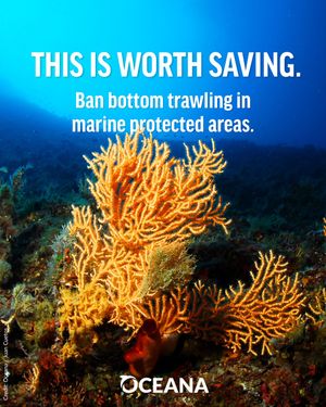 Image post by @oceana on Instagram