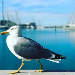 Image post by @adrienlemaitre on Instagram
