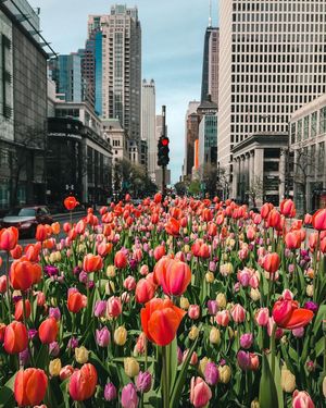 Image post by @chicago.explore on Instagram