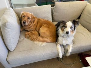 Image post by @freshtapemedia on Twitter