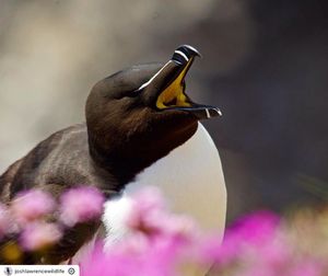 Image post by @rspb on Instagram