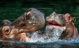 Image post by @sandiegozoo on Instagram