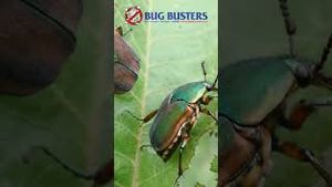 Video post by @bugbustersusa on YouTube