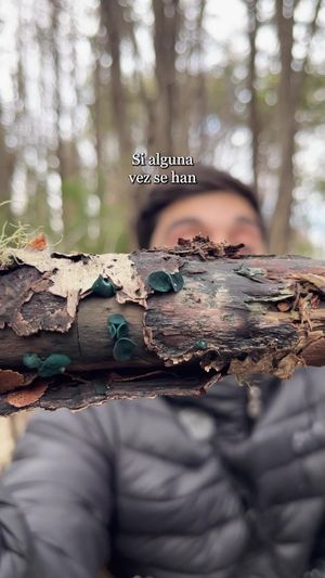 Video post by @fauna.patagonia on Facebook