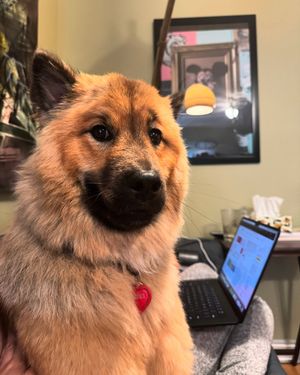 Image post by @tsukitheeurasier on Instagram