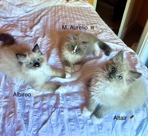Image post by @brunrik.and.pyrene.ragdolls on Instagram