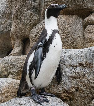 Image post by @sandiegozoo on Instagram