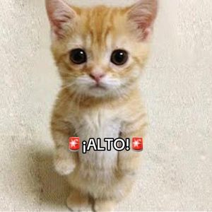 Video post by @atleticodemadrid on TikTok