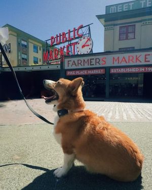 Image post by @ziggy_thecorg on Instagram