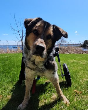 Image post by @walkinpets on Instagram