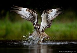 Image post by @rspb on Instagram