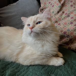 Image post by @brunrik.and.pyrene.ragdolls on Instagram