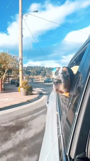Video post by @willweyer on Instagram