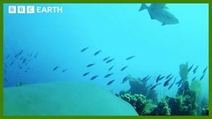 Video post by @bbcearth on YouTube