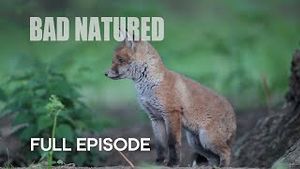 Video post by @bbcearth on YouTube